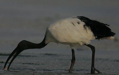 Sacred Ibis (Threskiornis aethiopicus)