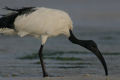 Sacred Ibis (Threskiornis aethiopicus)