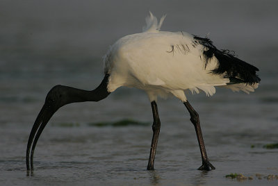 Sacred Ibis (Threskiornis aethiopicus)