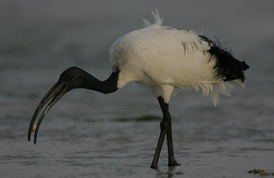 Sacred Ibis (Threskiornis aethiopicus) with a snail