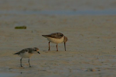 Terek Sandpiper (Xenus cinereus) with a Lesser Sandplover in the foreground