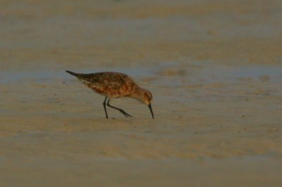 Curlew Sandpiper (Calidris ferruginea)