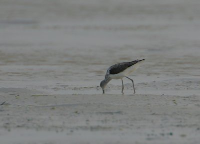 Greenshank (Tringa nebularia)