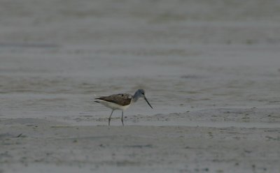 Greenshank (Tringa nebularia)