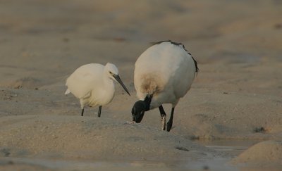 Dimorphic Egret  & Sacred Ibis