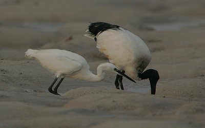 The Egret and the Ibis -an African fable???