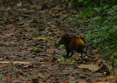 Golden-rumped Sengi