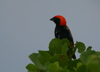 Zanzibar Red Bishop  (Euplectes nigroventris)