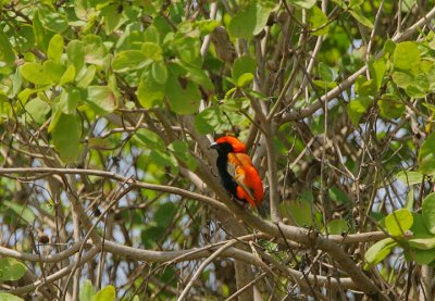 Zanzibar Red Bishop  (Euplectes nigroventris)