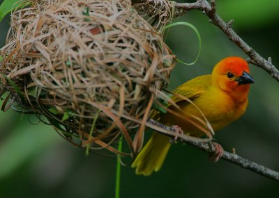 Golden Palm Weaver (Ploceus bojeri)