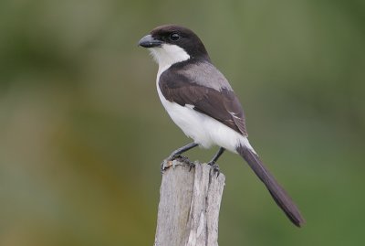 Long-tailed Fiscal (Lanius cabanisi)