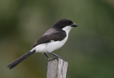 Long-tailed Fiscal (Lanius cabanisi)