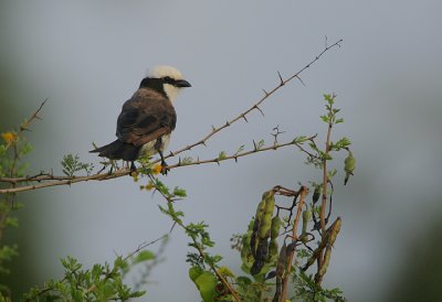 Northern White-Crowned Shrike (Eurocephalus rueppelli)