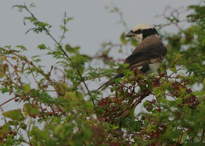 Northern White-Crowned Shrike (Eurocephalus rueppelli)