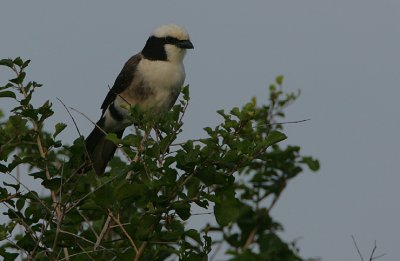 Northern White-Crowned Shrike (Eurocephalus rueppelli)