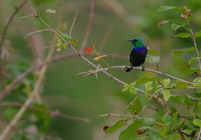 Purple-banded Sunbird. (Nectarinia bifasciata) male