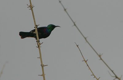 Purple-banded Sunbird (Nectarinia bifasciata) male