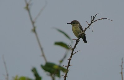 Purple-banded Sunbird (Nectarinia bifasciata) female