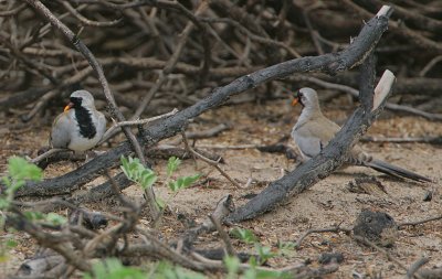 Namaqua Doves (Oena capensis) males