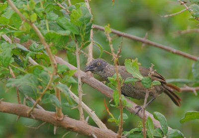 Scaly Babbler (Turdoides squamulatus)