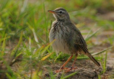 Malindi Pipit (Anthus melindae) front view
