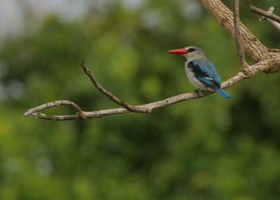 Mangrove Kingfisher (Halcyon senegaloides) in the rain