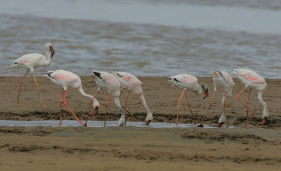 Lesser Flamingo (Phoeniconaias minor)