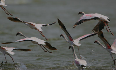 Lesser Flamingo (Phoeniconaias minor) in flight