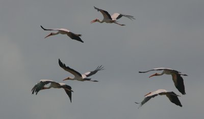 Yellow-billed Storks (Mycteria ibis)  fly off