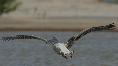 Pink-backed Pelican (Pelecanus rufescens) in flight