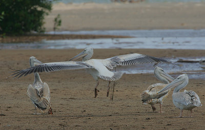 Pink-backed Pelicans (Pelecanus rufescens)