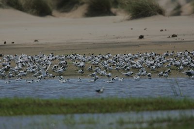 Mixed Tern roost