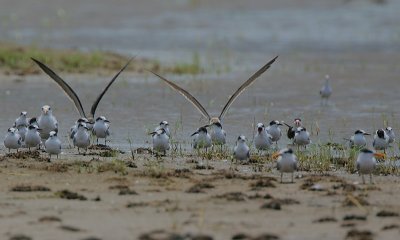 Mixed Terns & Skimmers