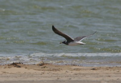 Sooty Gull (Larus hemprichii)