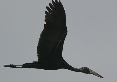 African Open-billed Stork (Anastomus lamelligerus) in flight