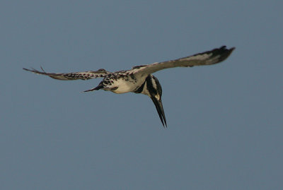 Pied Kingfisher (Ceryle rudis) hovering