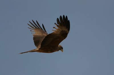 Yellow-billed Kite (Milvus migrans parasitus) in flight