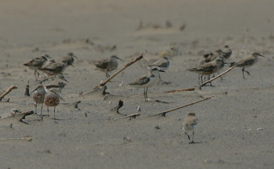 Greater Sandplover (Charadrius leschenaultii)  with Curlew Sandpipers  a few Lesser Sandplovers (Charadrius mongolus)
