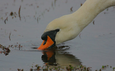 Mute Swan female (Pen)