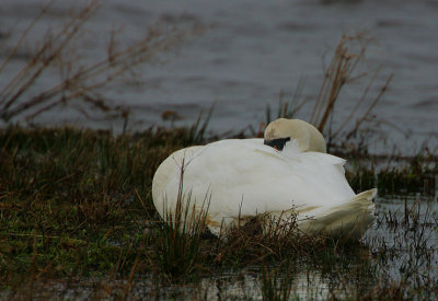 Mute Swan snoozing