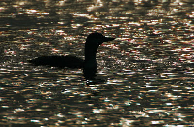 Winter Red-throated Diver  @ sunset