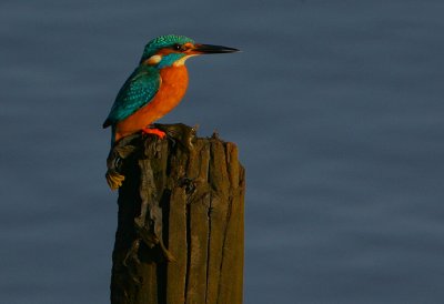 Kingfisher perched in low sunlight