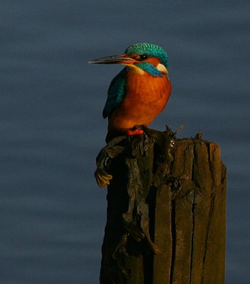 Kingfisher perched in low winter sunlight