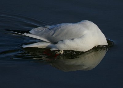 Plunge-diving Black-headed Gull