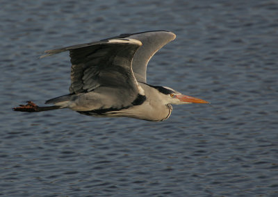 Grey Heron