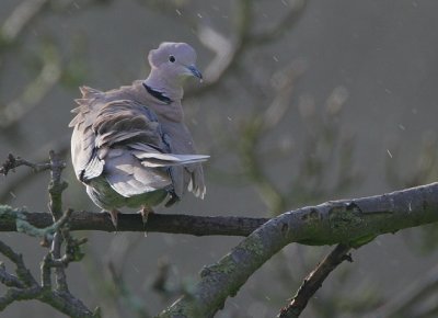 Collared Dove having a shower