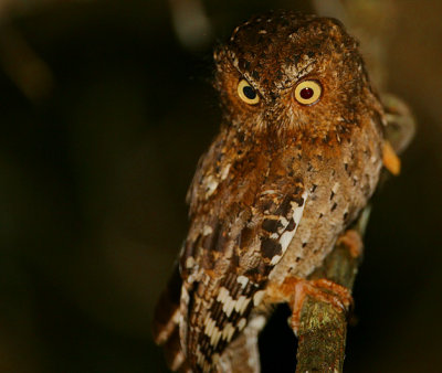 Sokoke Scops Owl scanning for prey