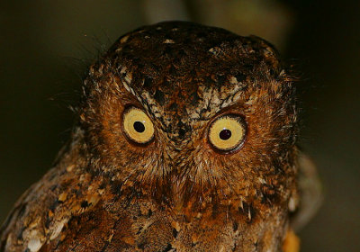 Sokoke Scops Owl  headshot