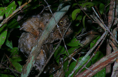 Sokoke Scops Owl pair at the roost