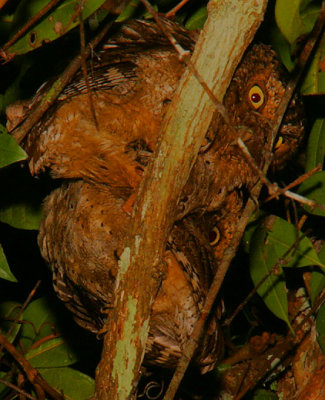 Sokoke Scops Owl pair